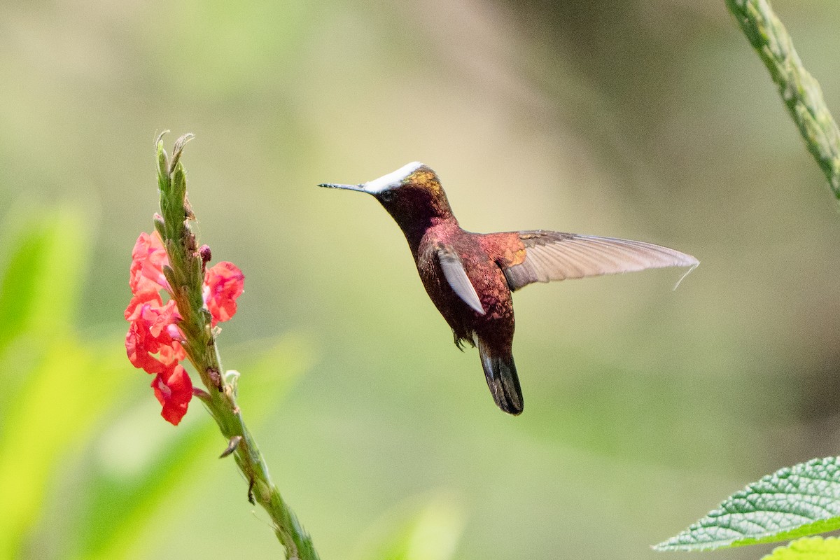 Colibri à coiffe blanche - ML642303358