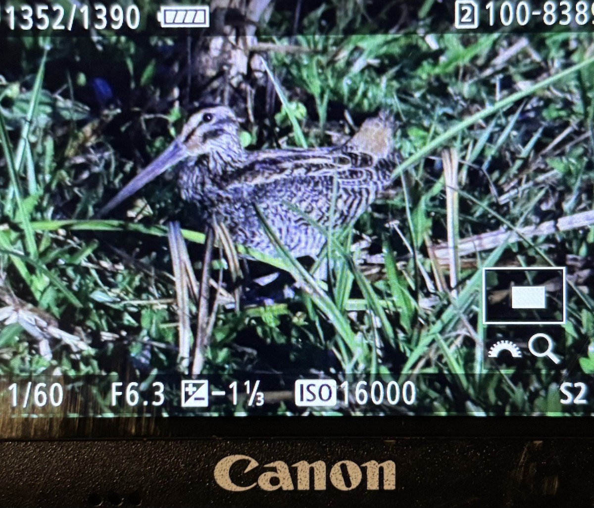 Giant Snipe - ML642303386