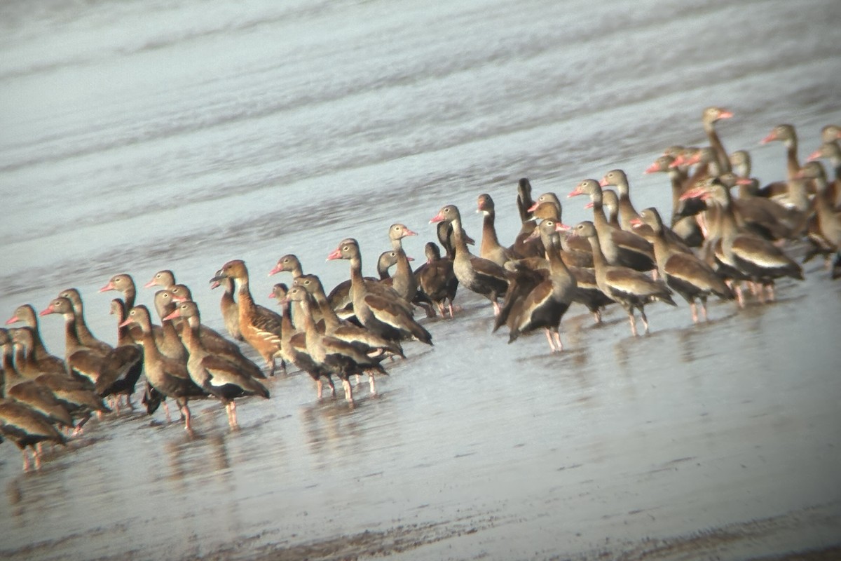 Fulvous Whistling-Duck - ML642303420