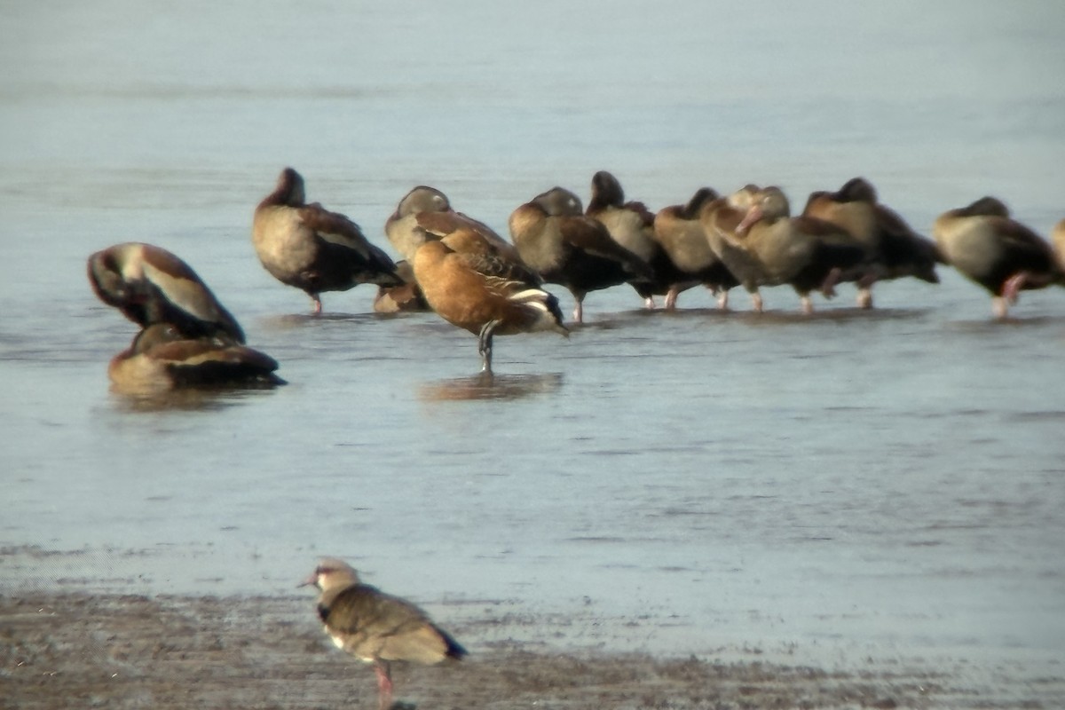 Fulvous Whistling-Duck - ML642303421