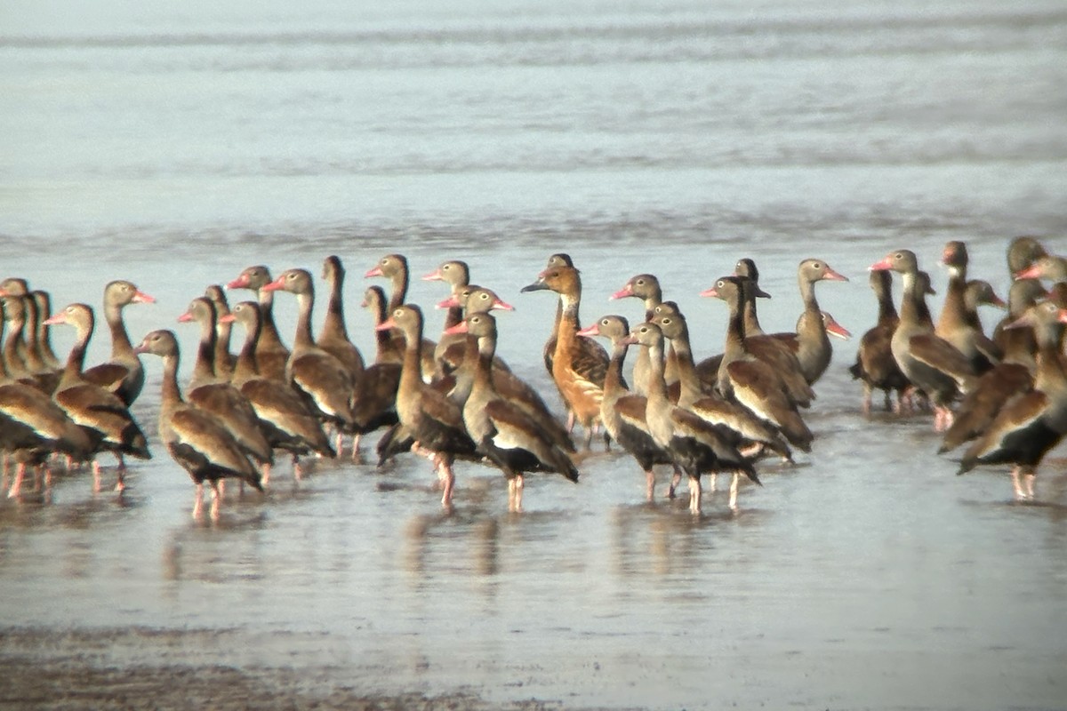 Fulvous Whistling-Duck - ML642303422