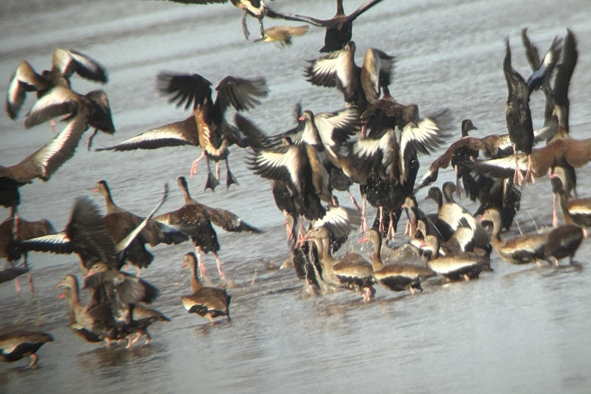 Fulvous Whistling-Duck - ML642303423