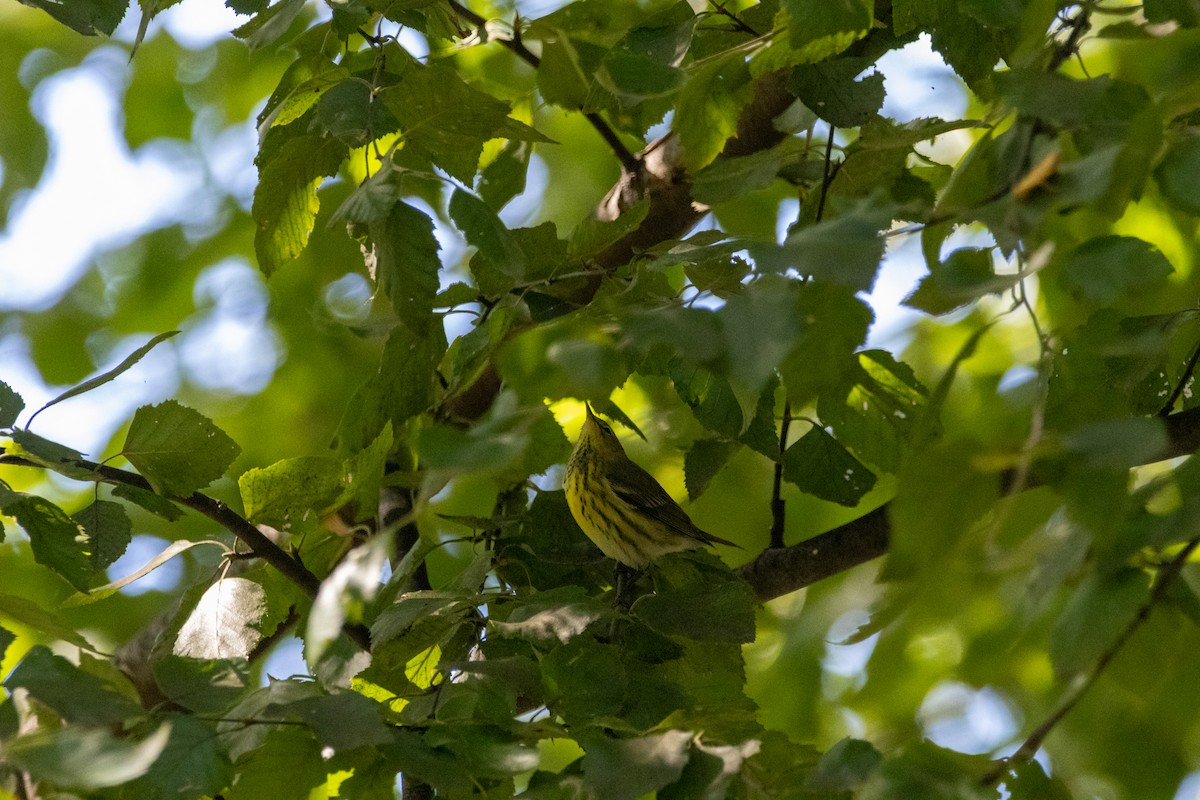 Cape May Warbler - ML642303429