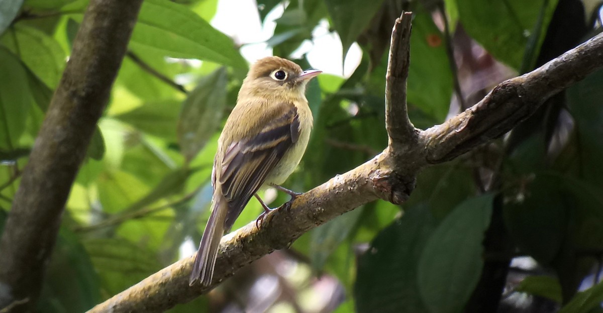 Yellowish Flycatcher - ML642303437