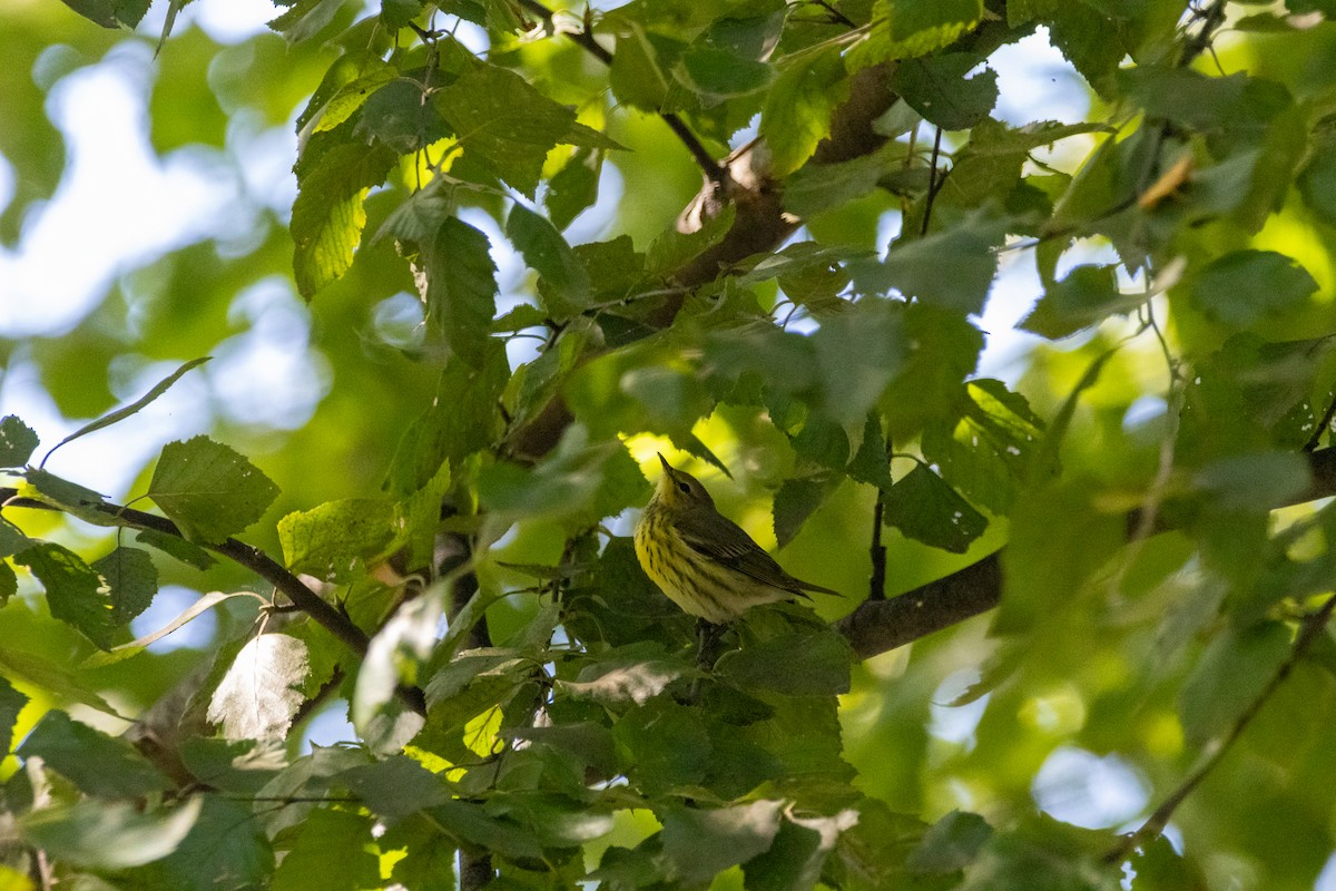 Cape May Warbler - ML642303439