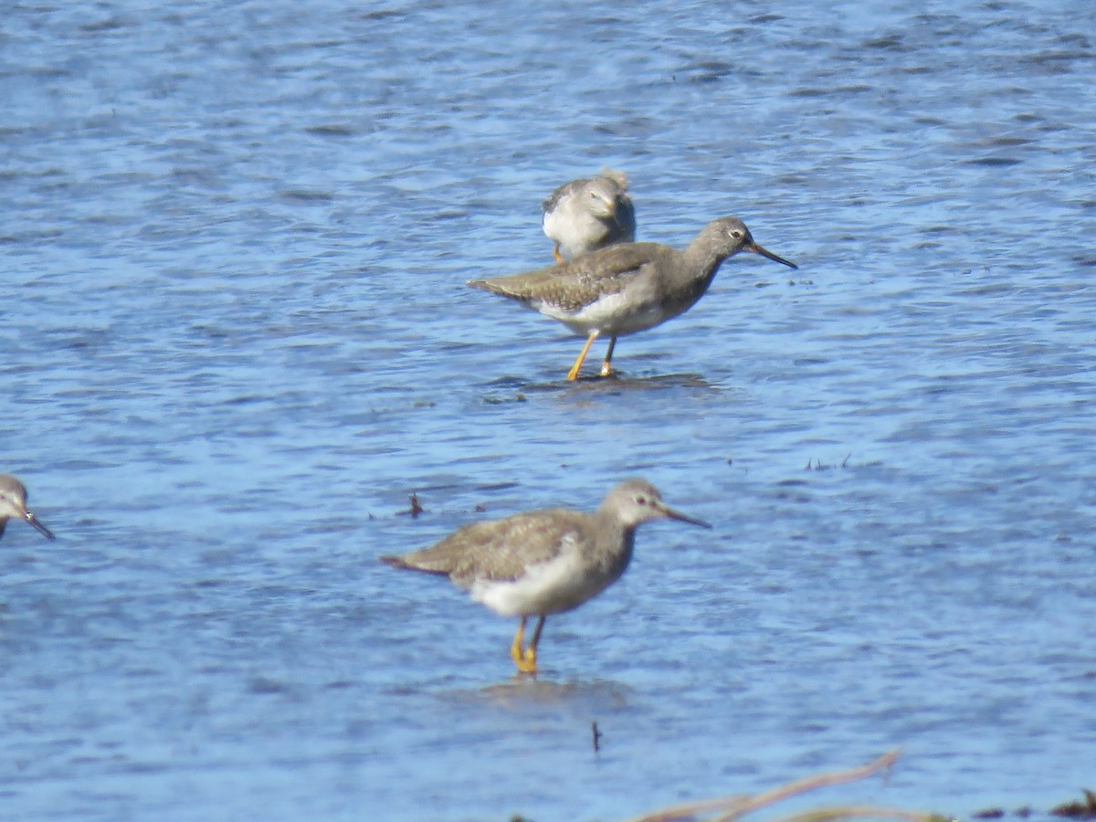 Lesser Yellowlegs - ML642303449