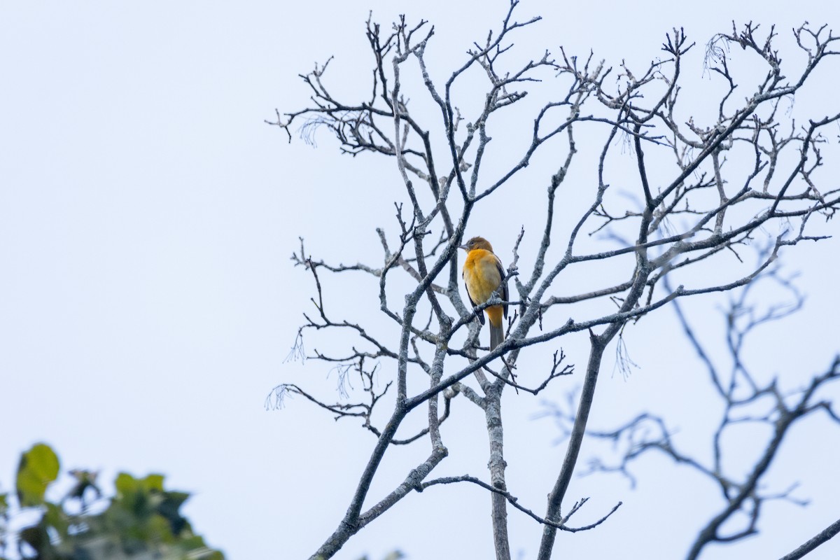 Baltimore Oriole - ML642303463