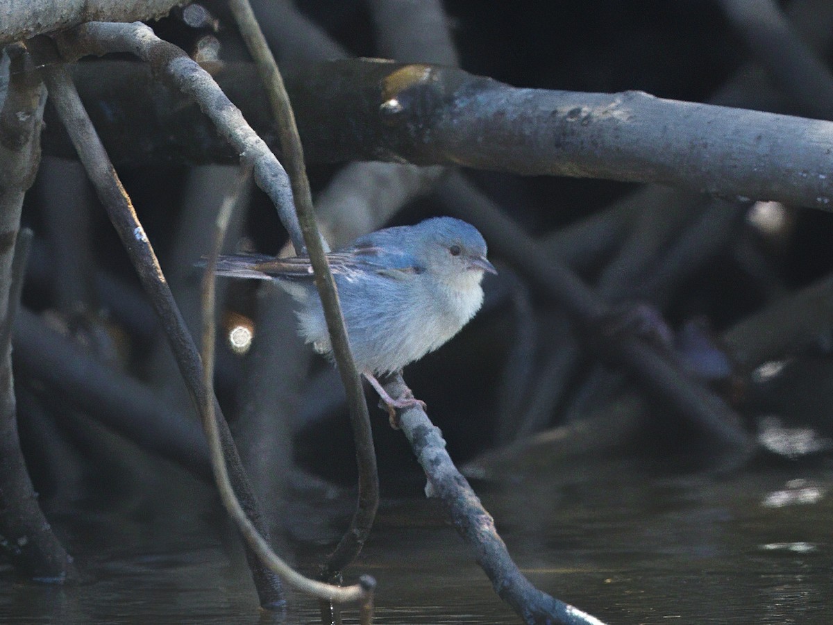 Bicolored Conebill - ML642303465