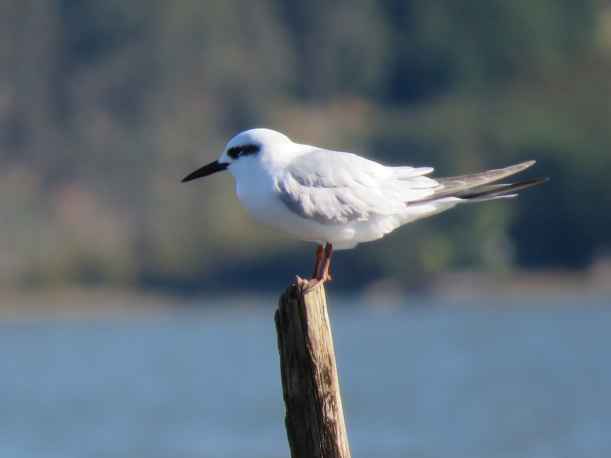 Snowy-crowned Tern - ML642303487