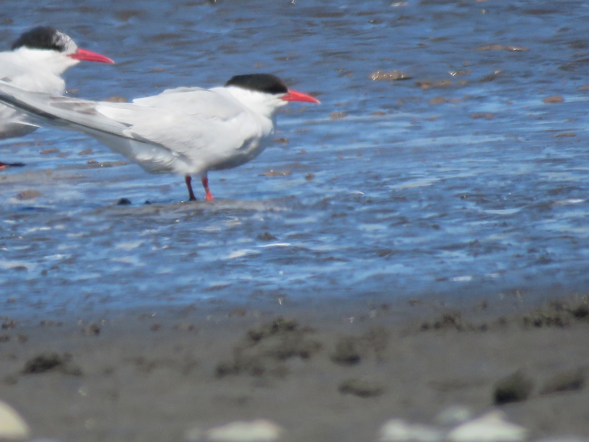 South American Tern - ML642303497