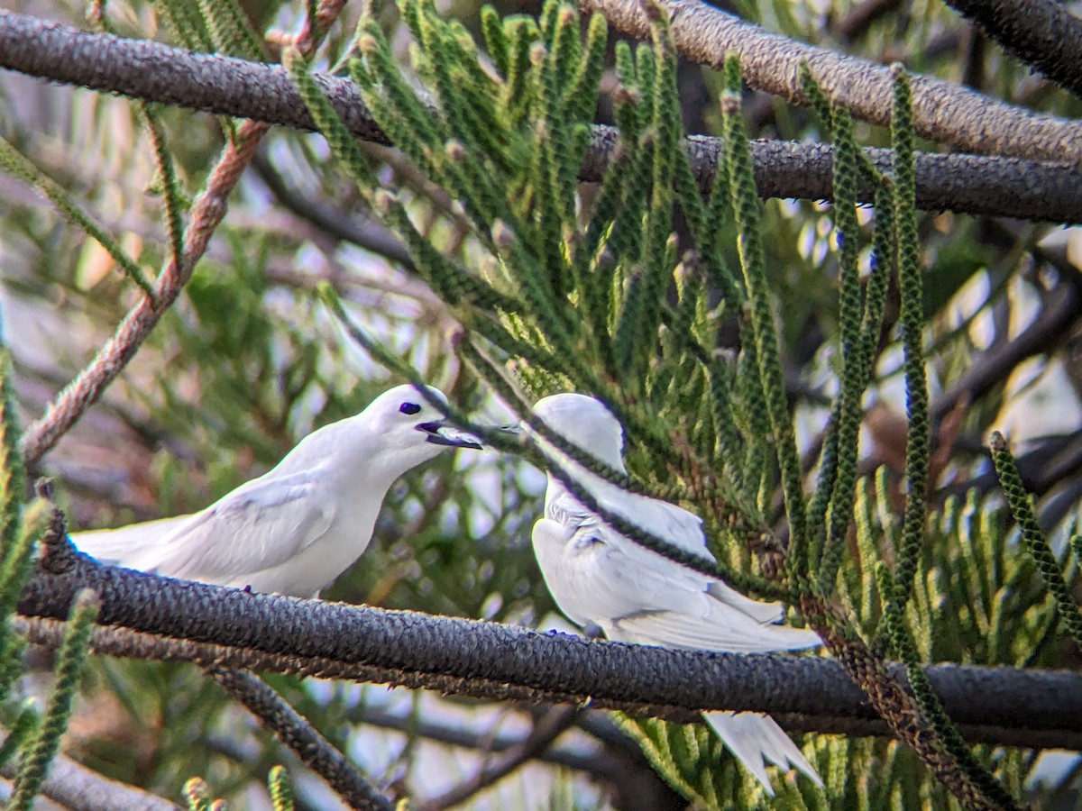 Charrán Blanco - ML642303563