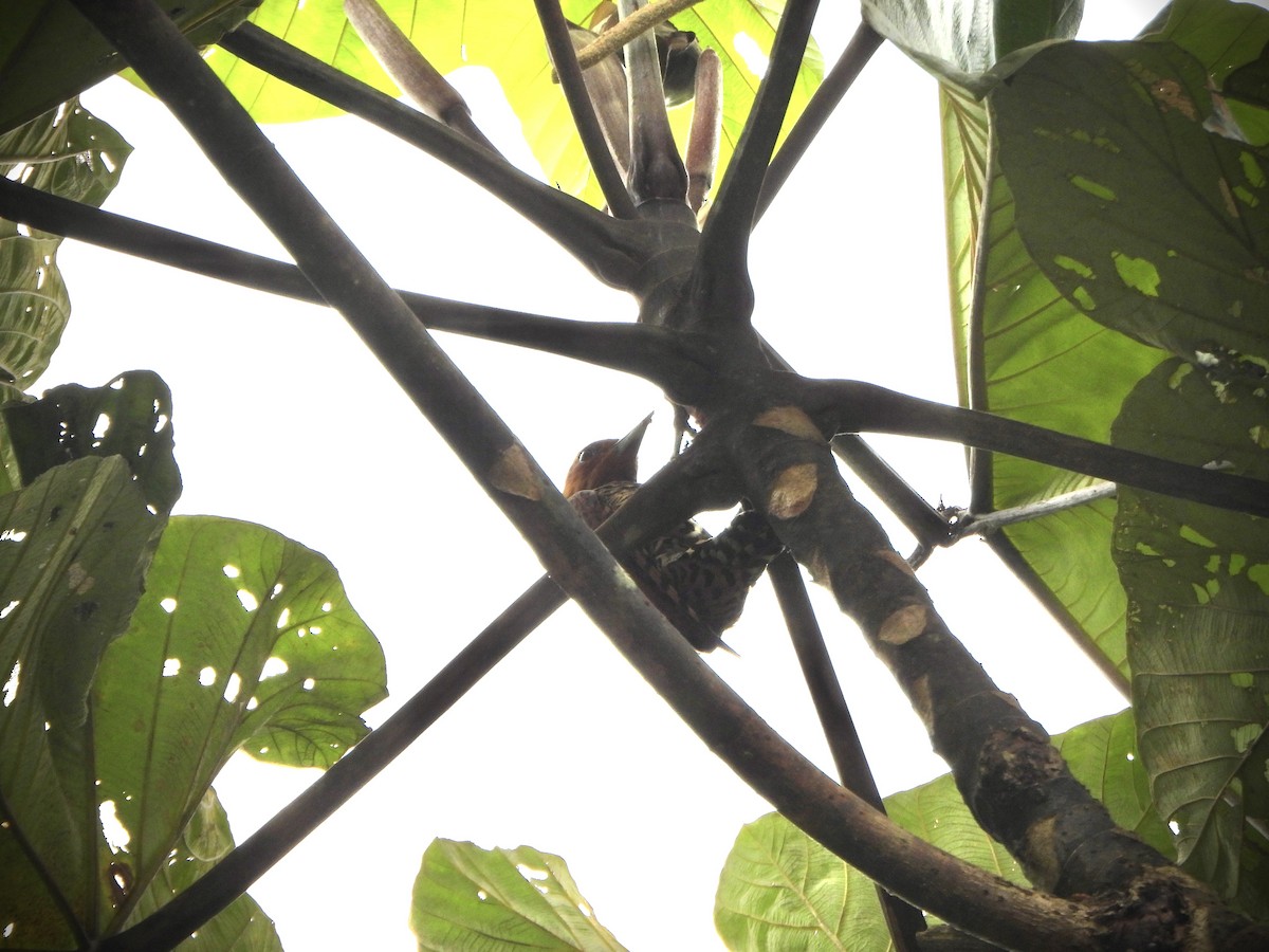 Cinnamon Woodpecker - ML642303588