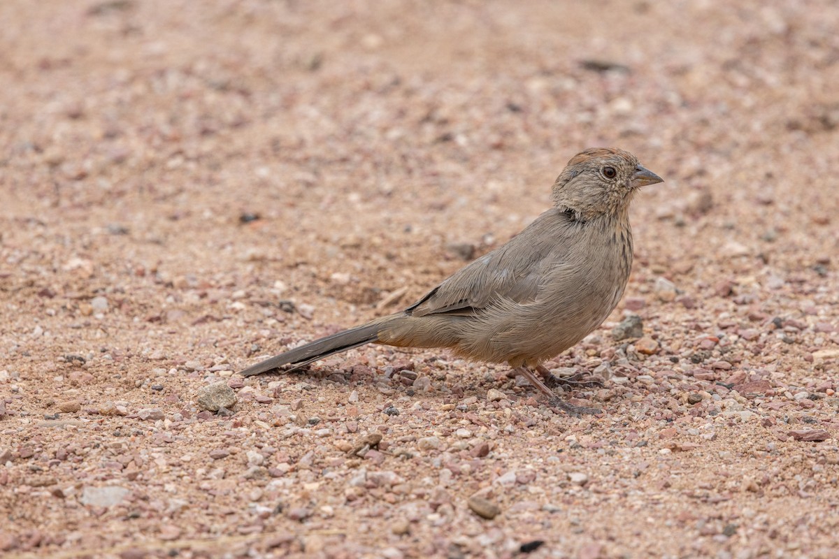 Canyon Towhee - ML642303630