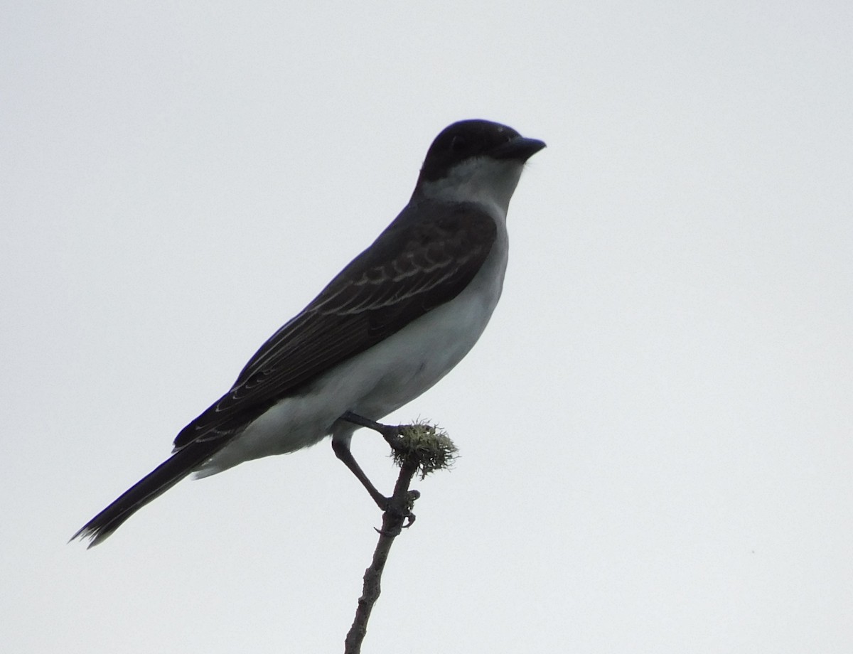 Eastern Kingbird - ML642303633