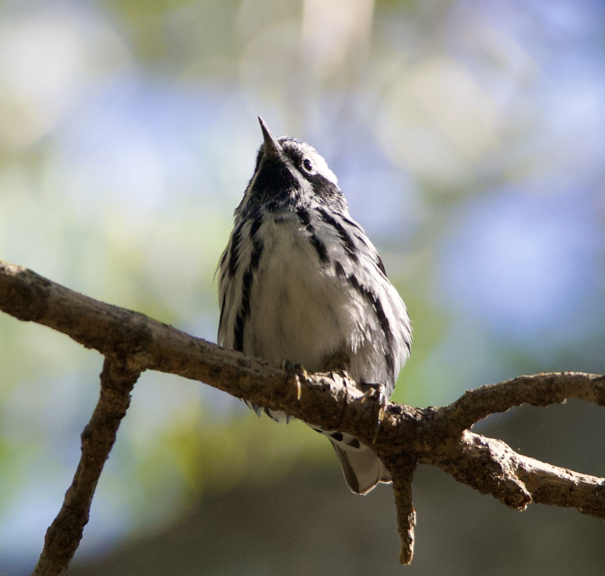 Black-and-white Warbler - ML642303656