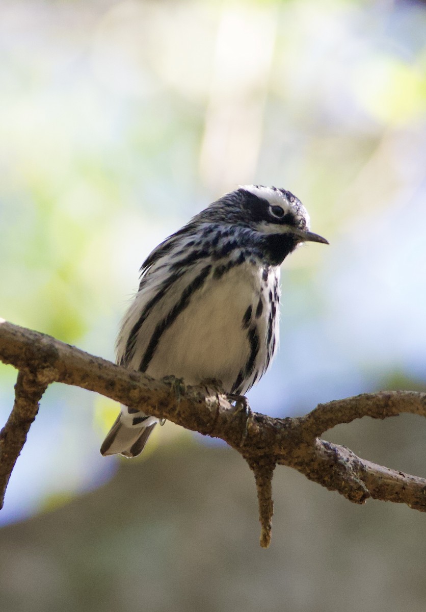 Black-and-white Warbler - ML642303657