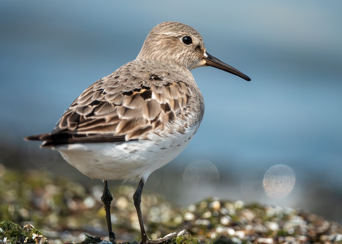 White-rumped Sandpiper - ML642303713