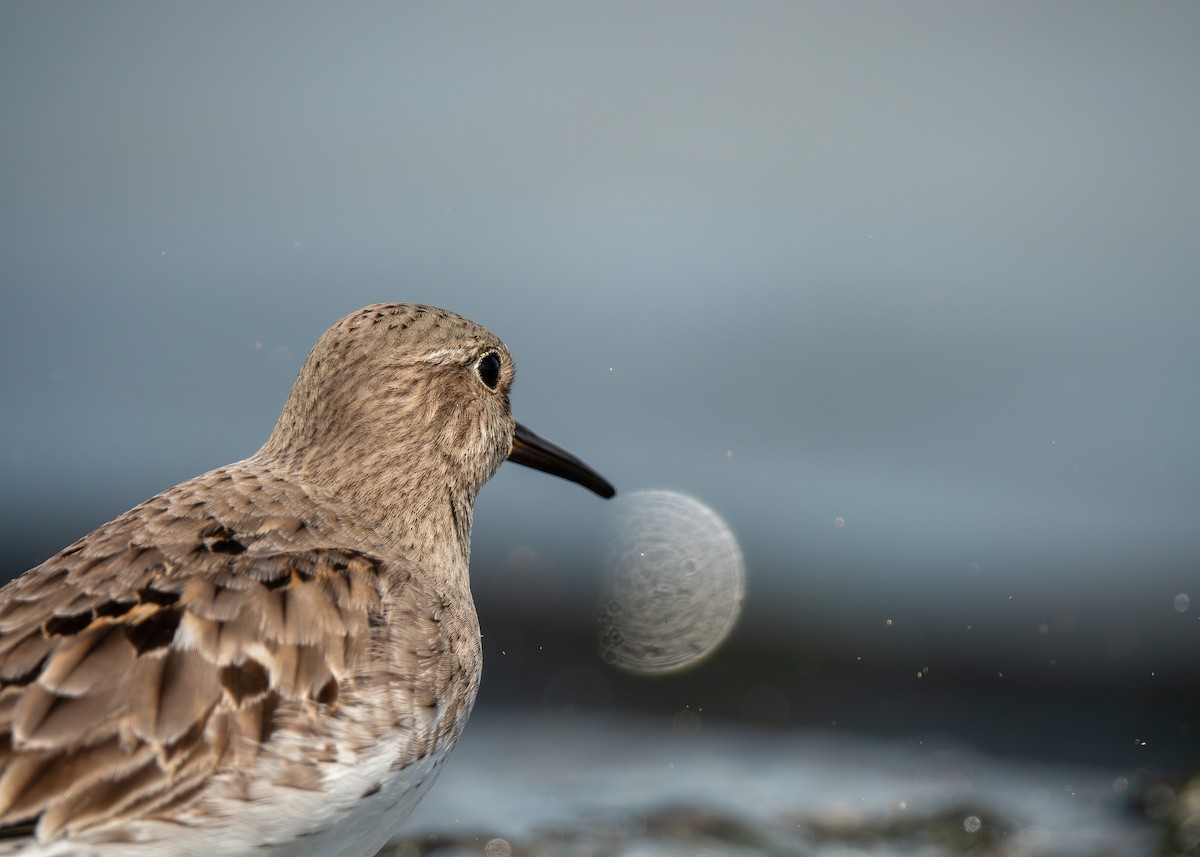 White-rumped Sandpiper - ML642303724