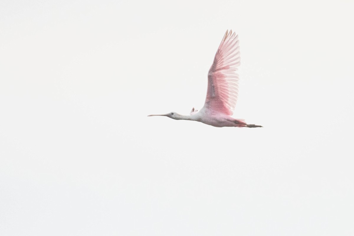 Roseate Spoonbill - ML642303744
