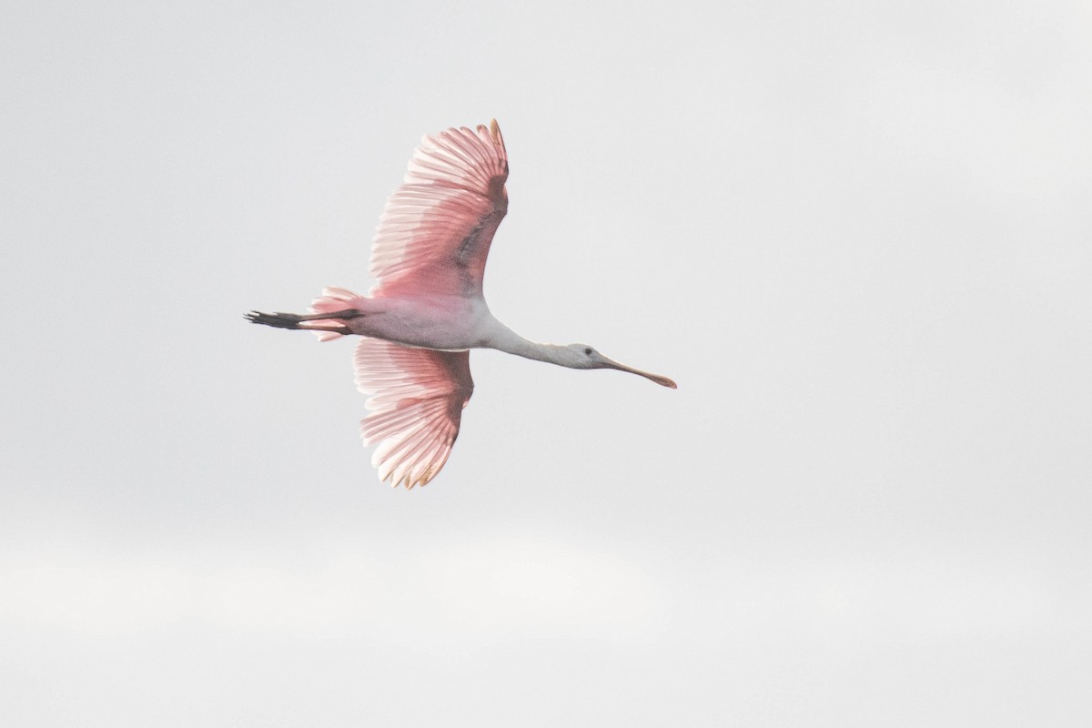 Roseate Spoonbill - ML642303746
