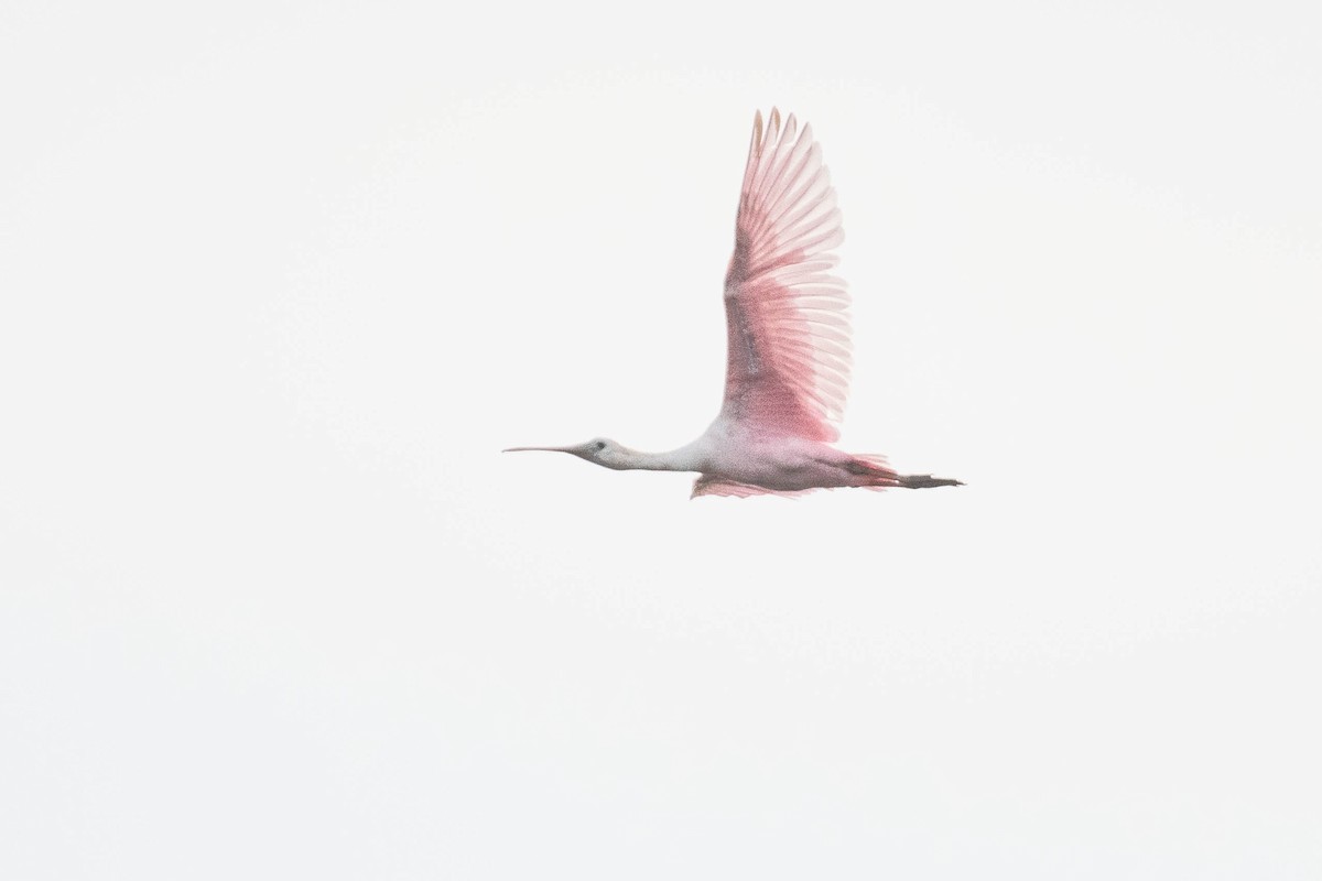 Roseate Spoonbill - ML642303747