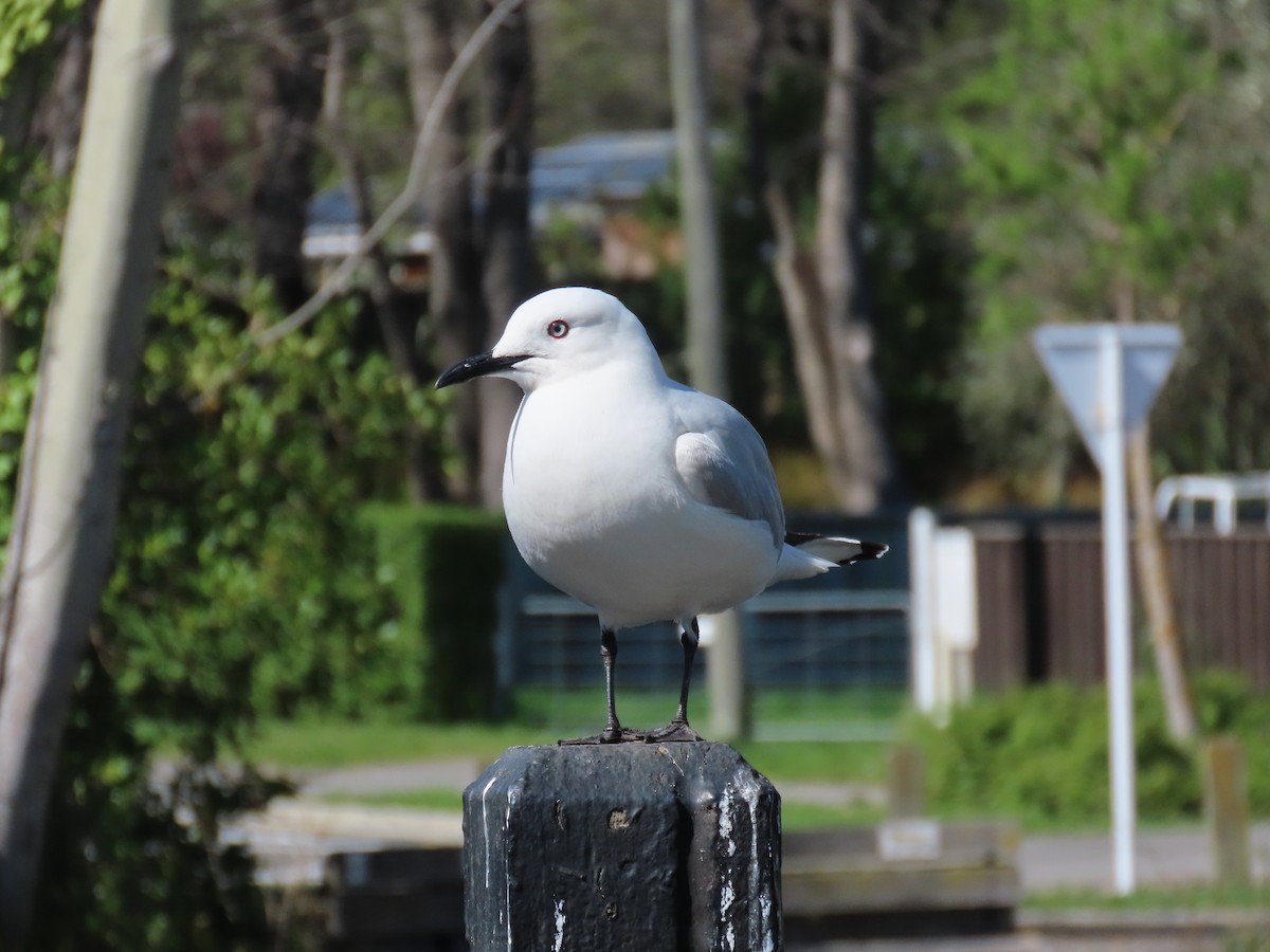 Black-billed Gull - ML642303752