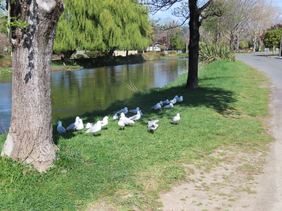 Black-billed Gull - ML642303753