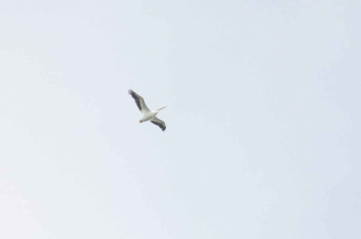 American White Pelican - ML642303756