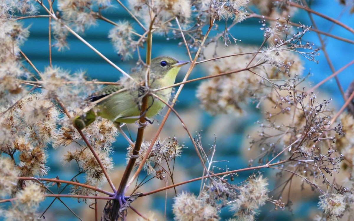 Common Yellowthroat - ML642303760