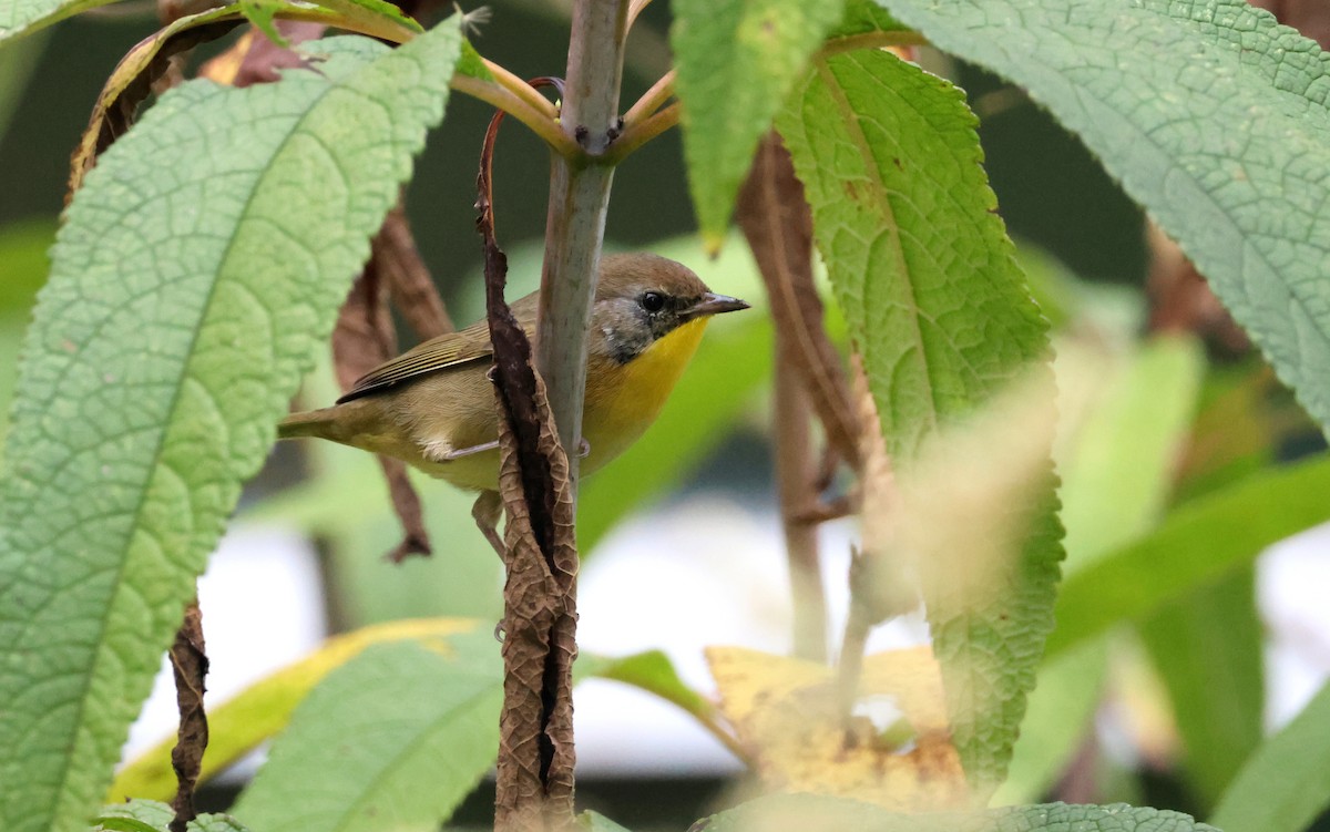 Common Yellowthroat - ML642303761