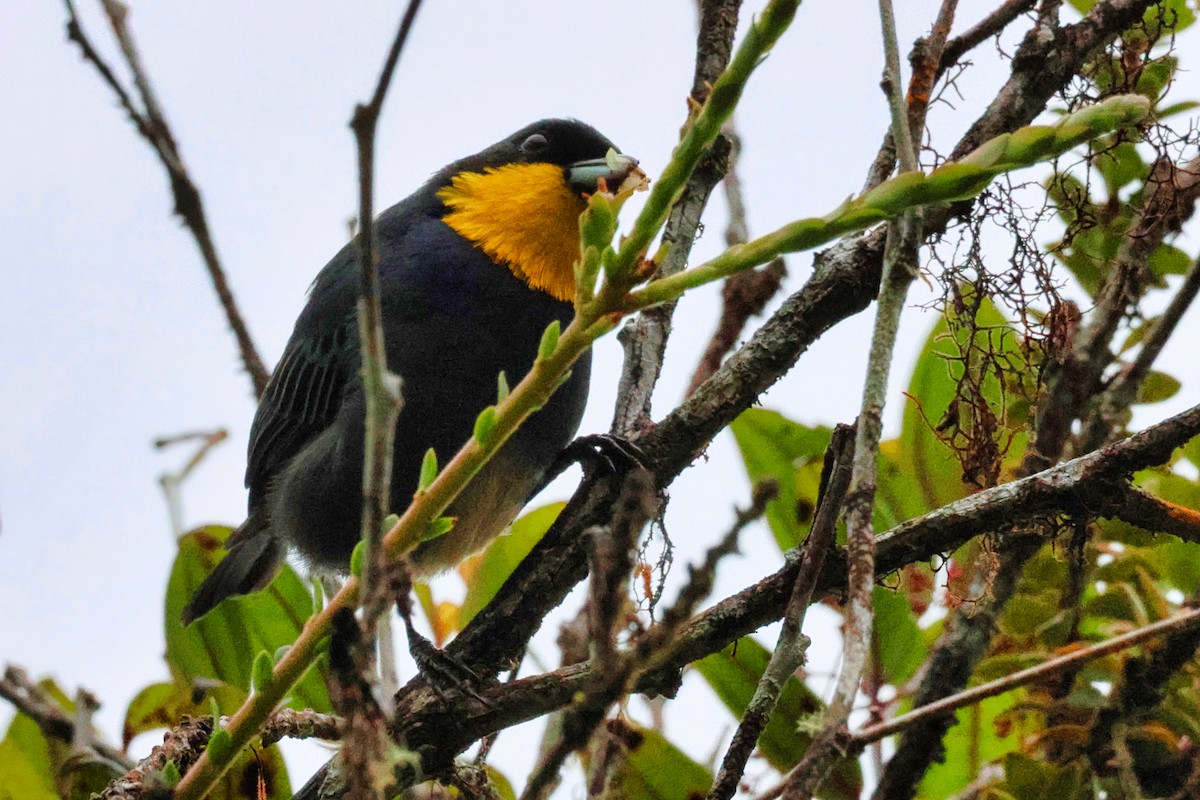 Tangara Capiazul - ML642303774