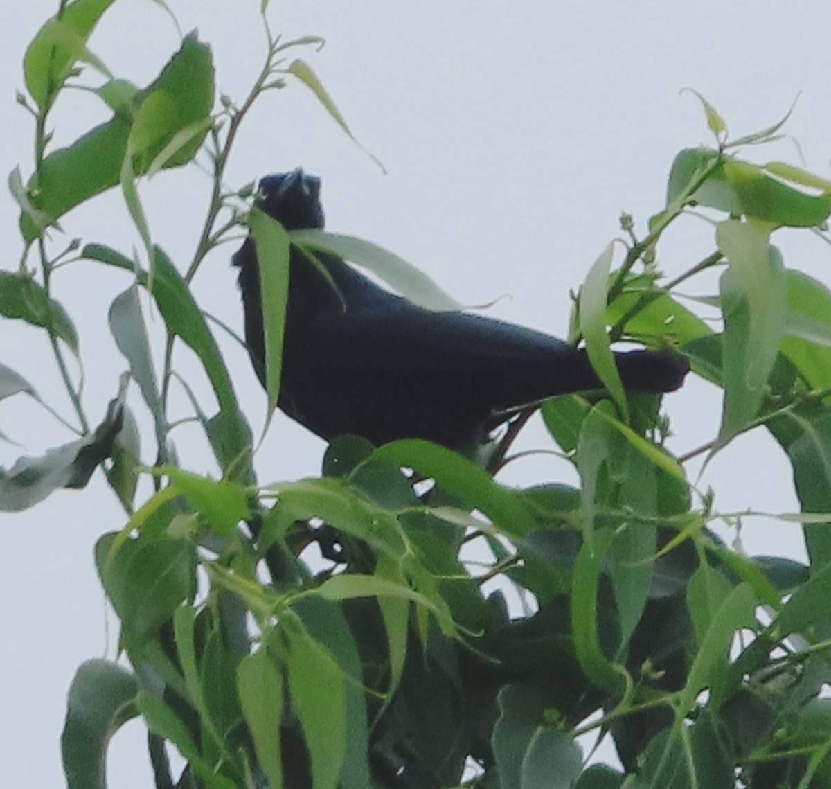 Carib Grackle - ML642303787