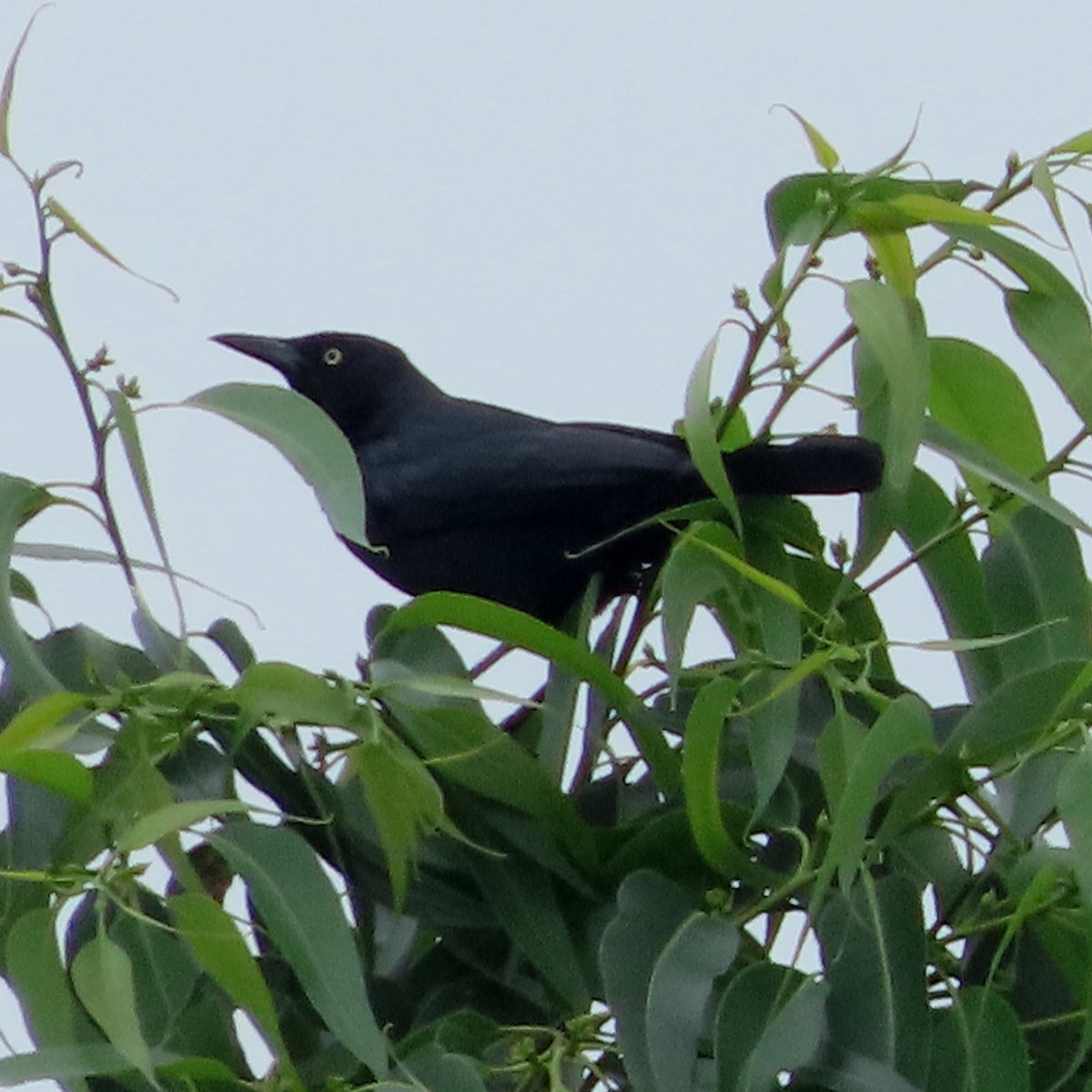 Carib Grackle - ML642303788