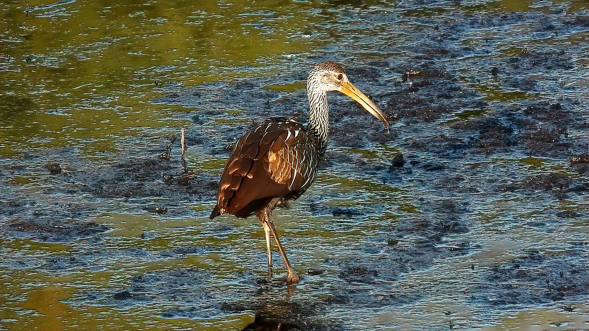 Limpkin - ML642303807
