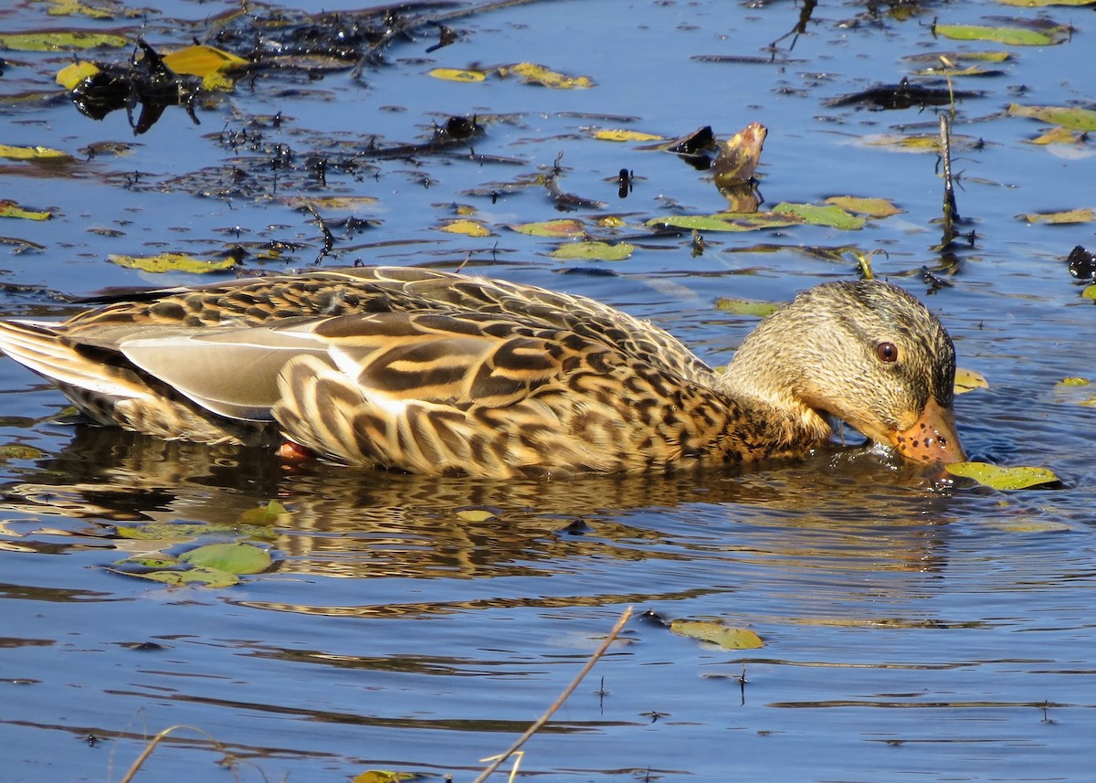 マガモ - ML642303811