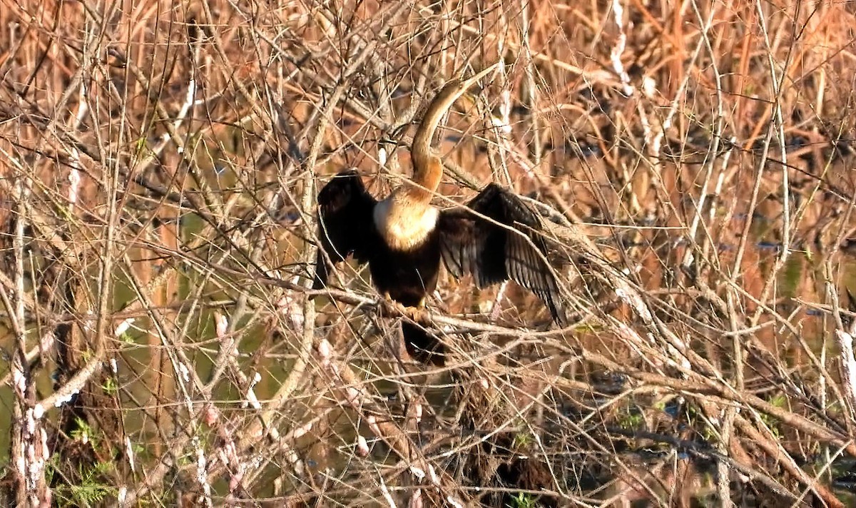 Anhinga - ML642303816