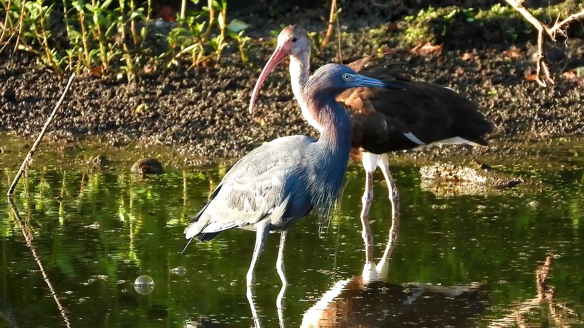 Little Blue Heron - ML642303822