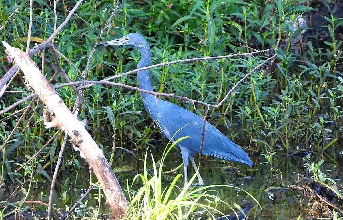 Little Blue Heron - ML642303823