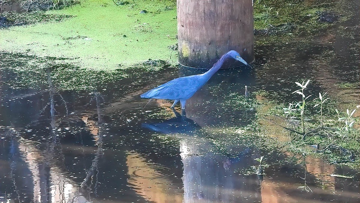 Little Blue Heron - ML642303824