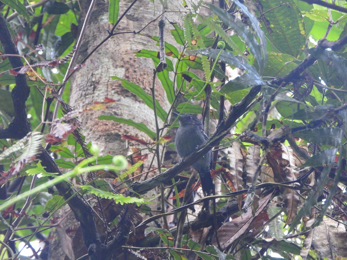 Black-crowned Antshrike - ML642303833
