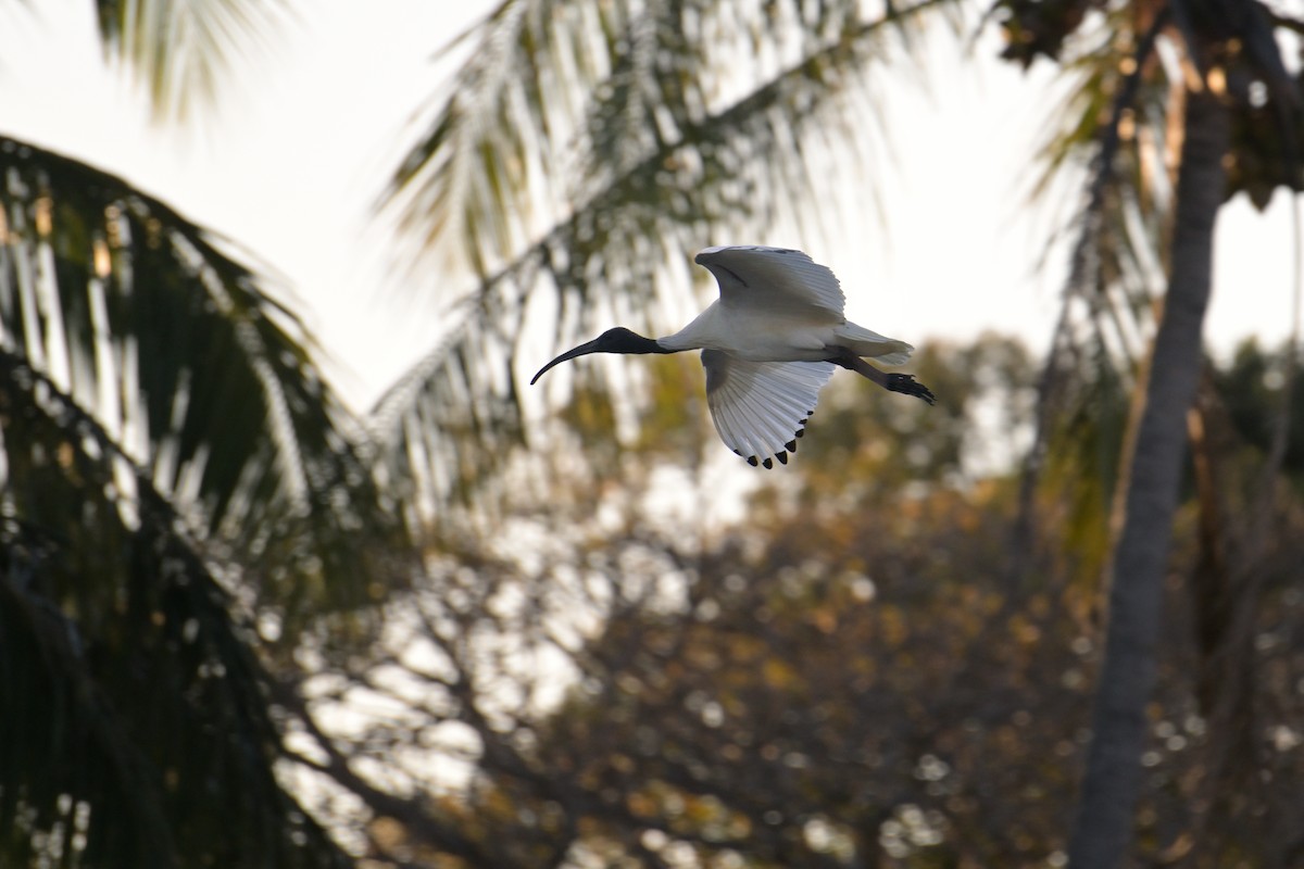Australian Ibis - ML642303846