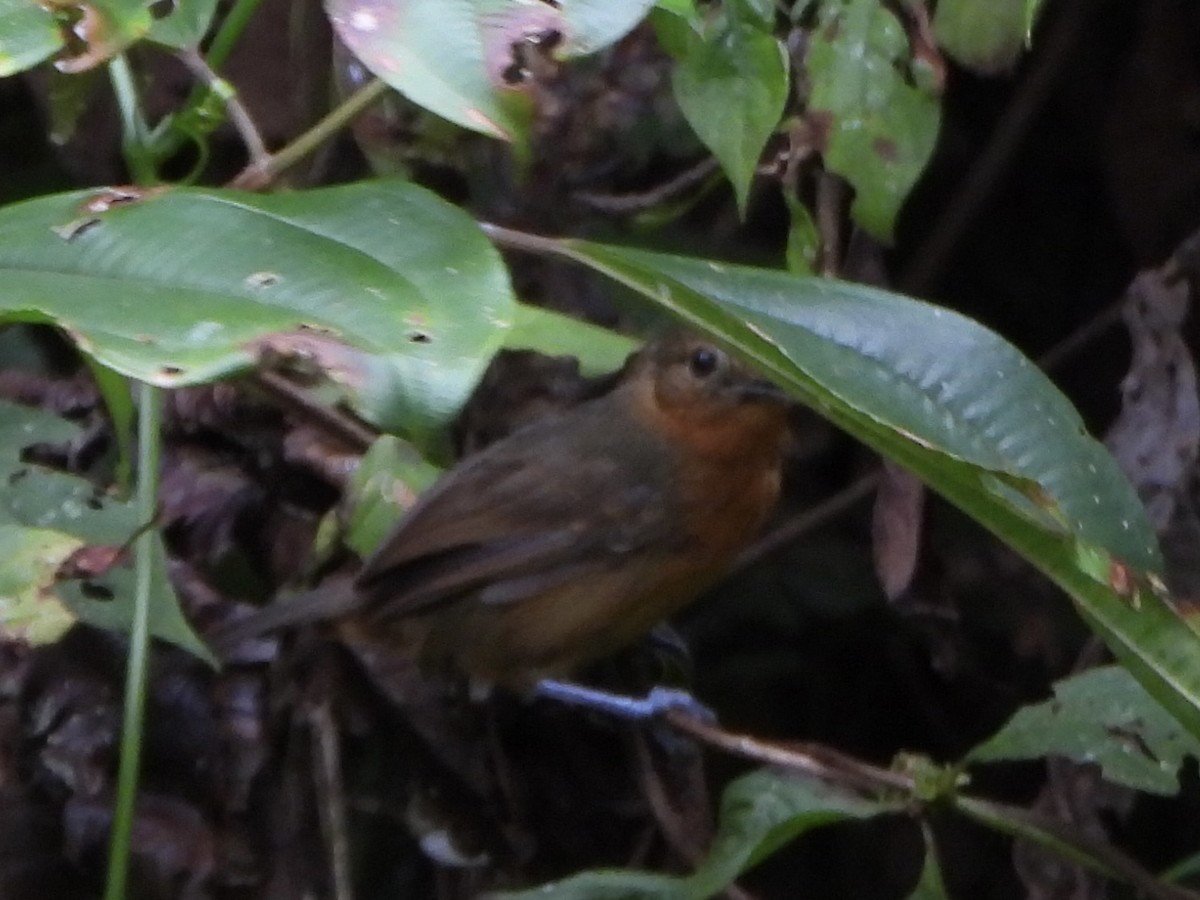 Dusky Antbird - ML642303852