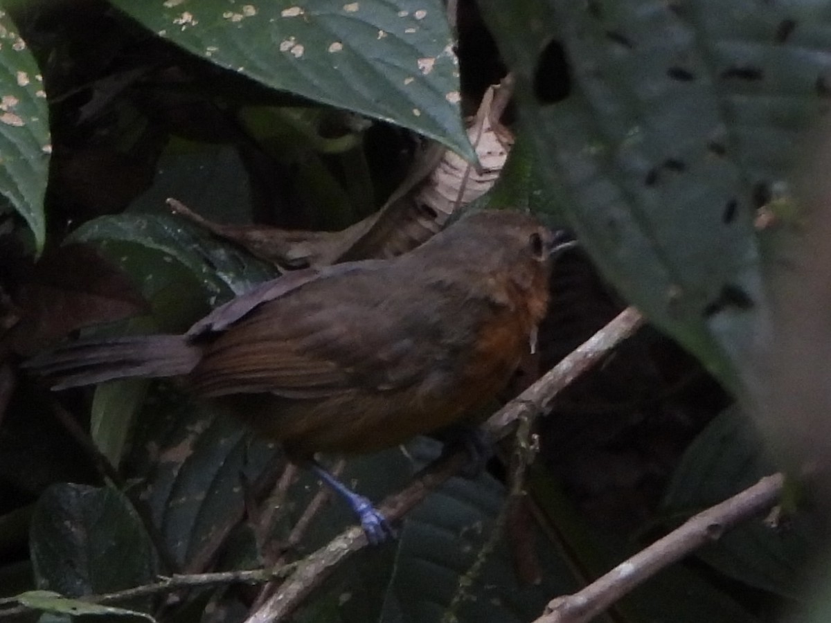 Dusky Antbird - ML642303853
