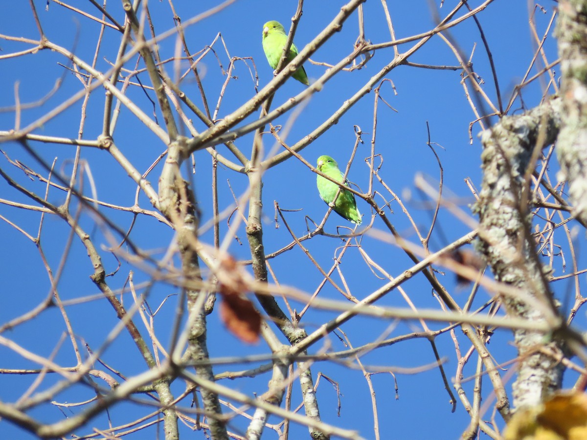 Cobalt-rumped Parrotlet - Ann Kovich
