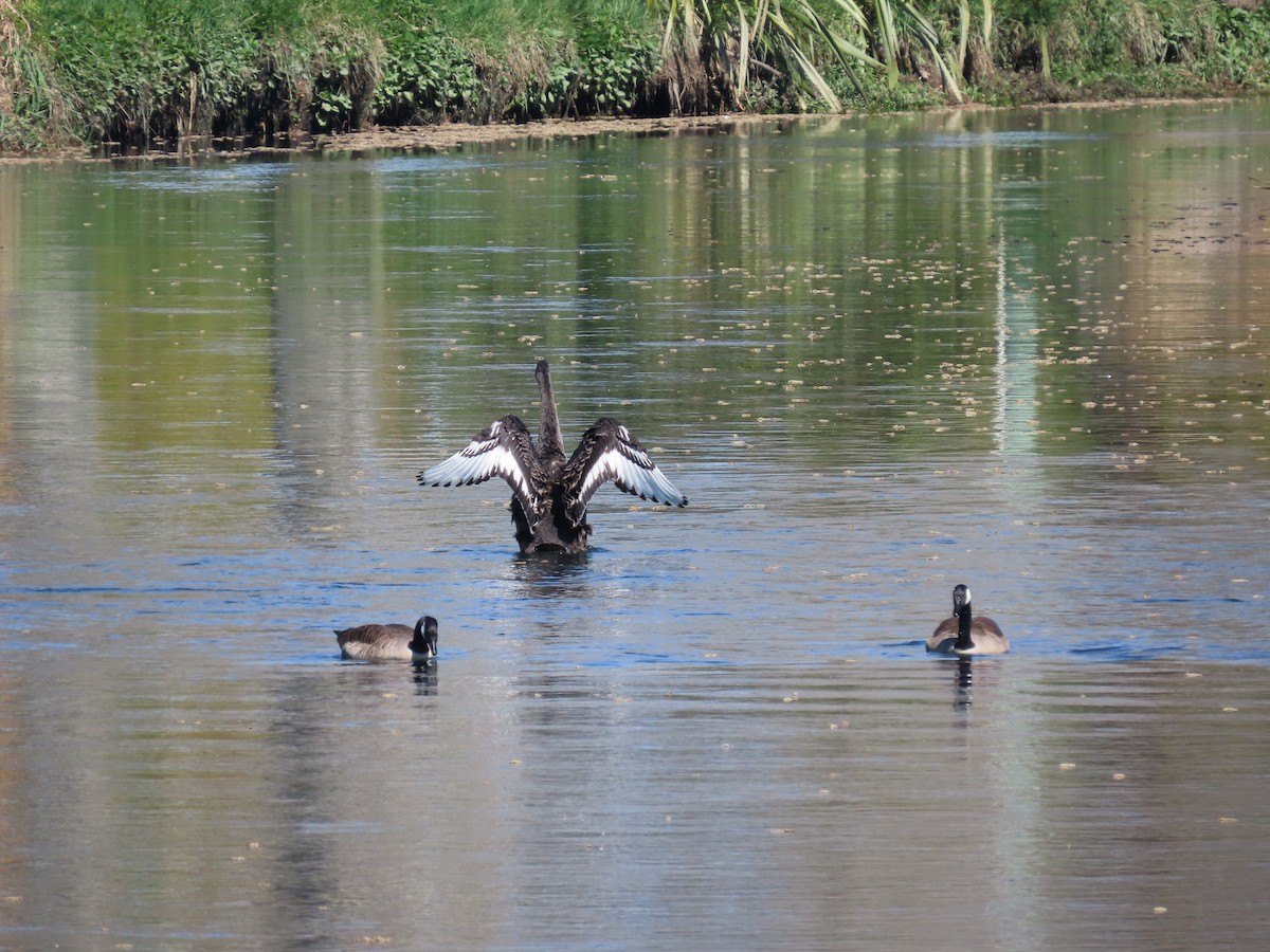 Cygne noir - ML642303908