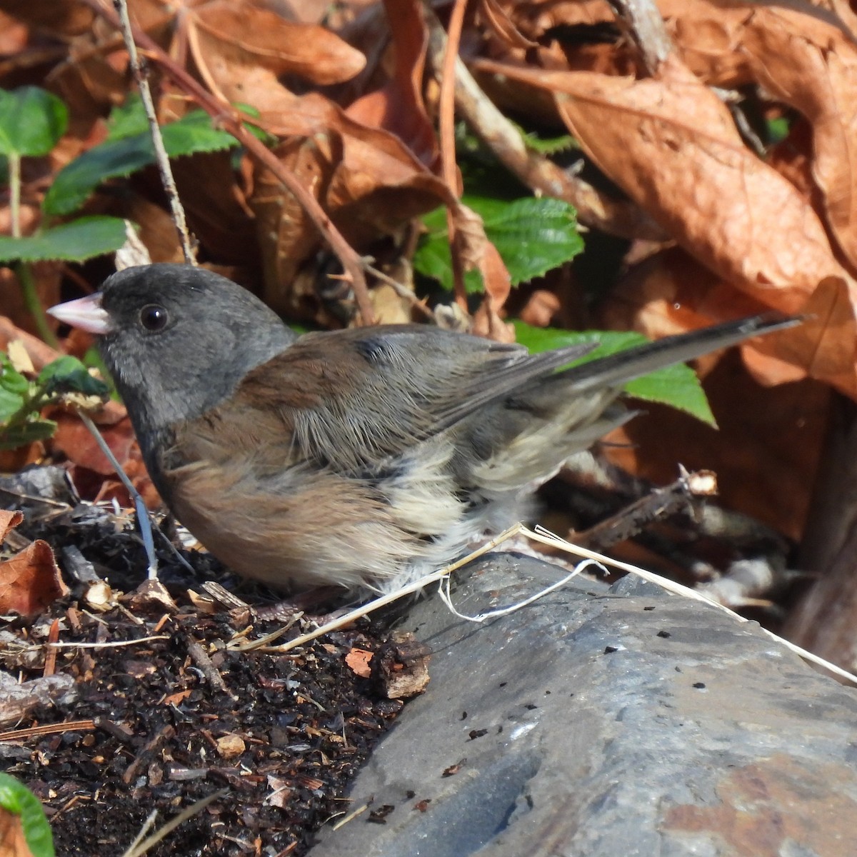Dark-eyed Junco - ML642303939