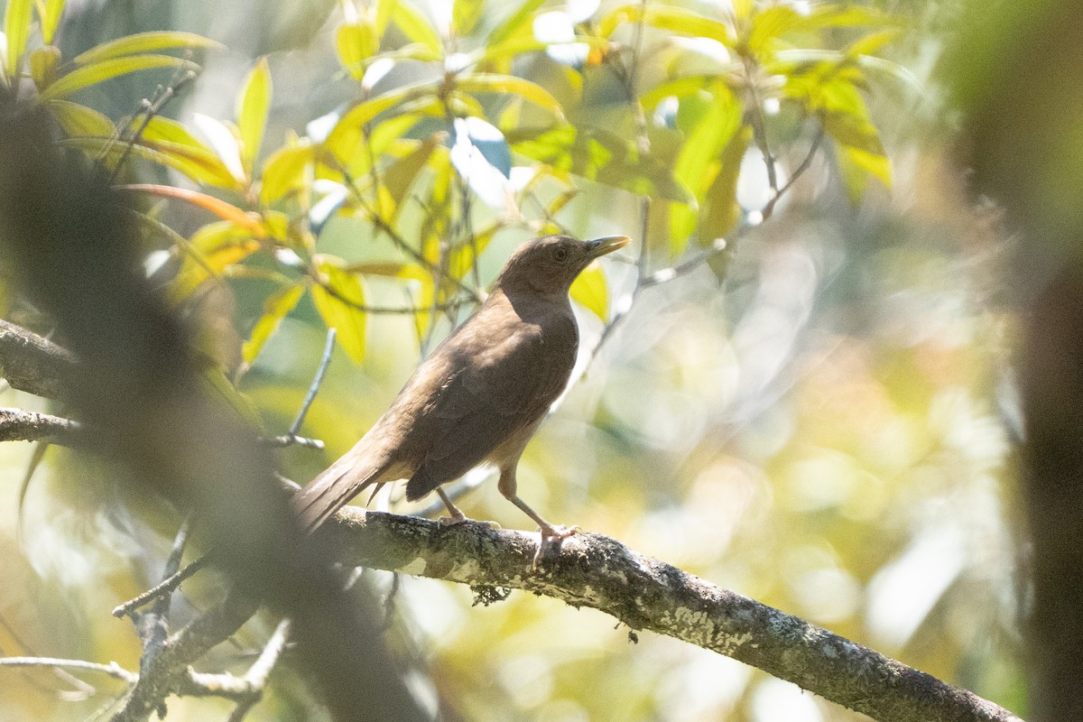 Clay-colored Thrush - ML642303941