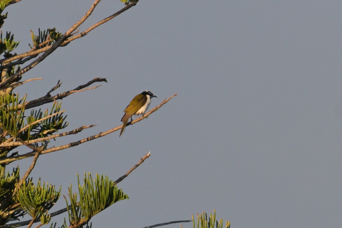 Blue-faced Honeyeater - ML642303942