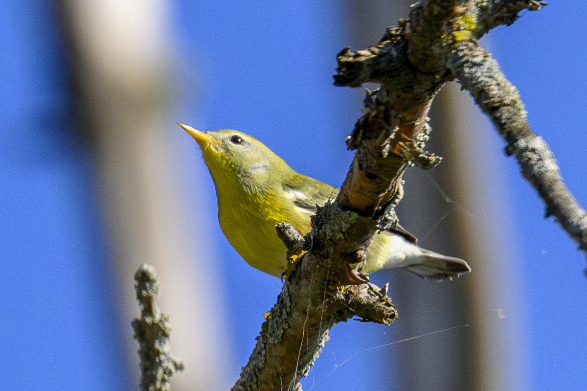 Northern Parula - ML642303943
