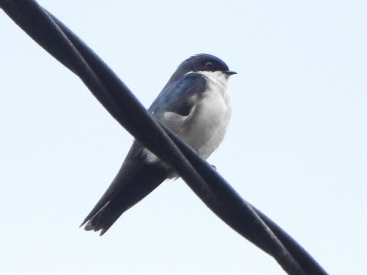 Blue-and-white Swallow - ML642303946